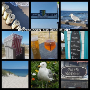 Strandkrabbe